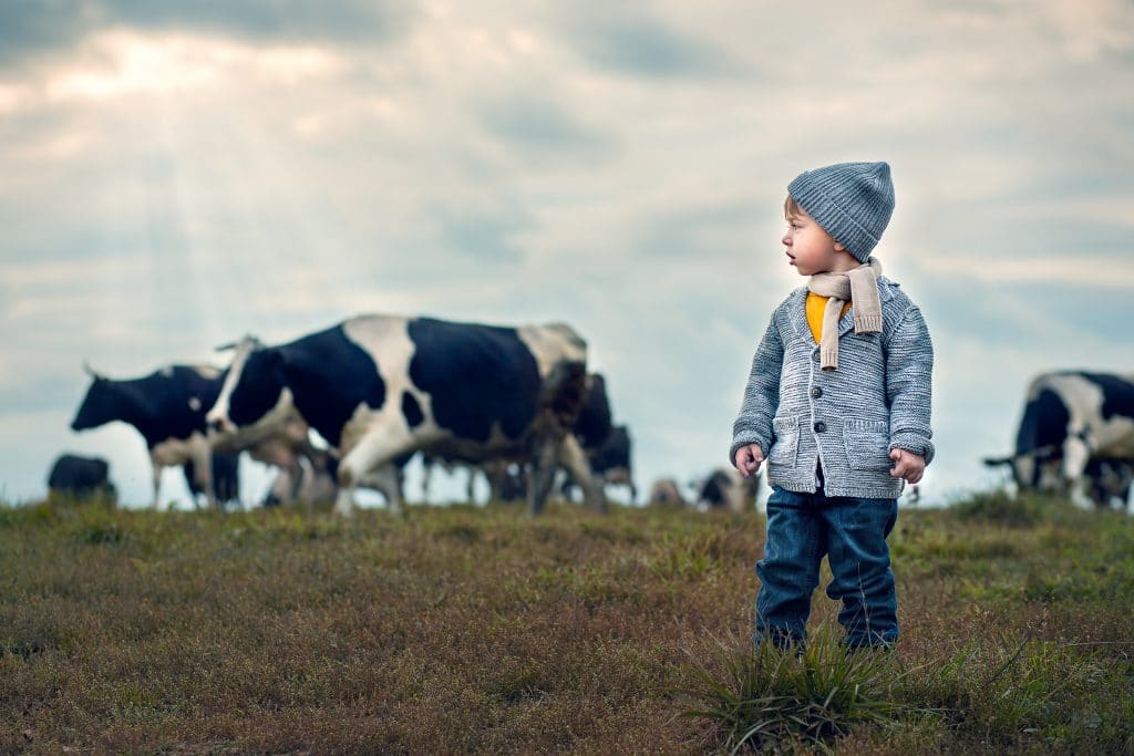 little boy in a field with cows